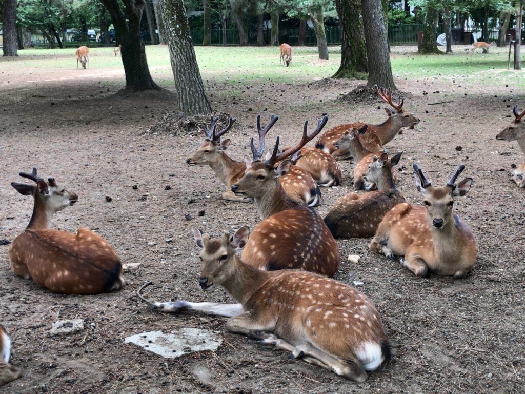 鹿の大群