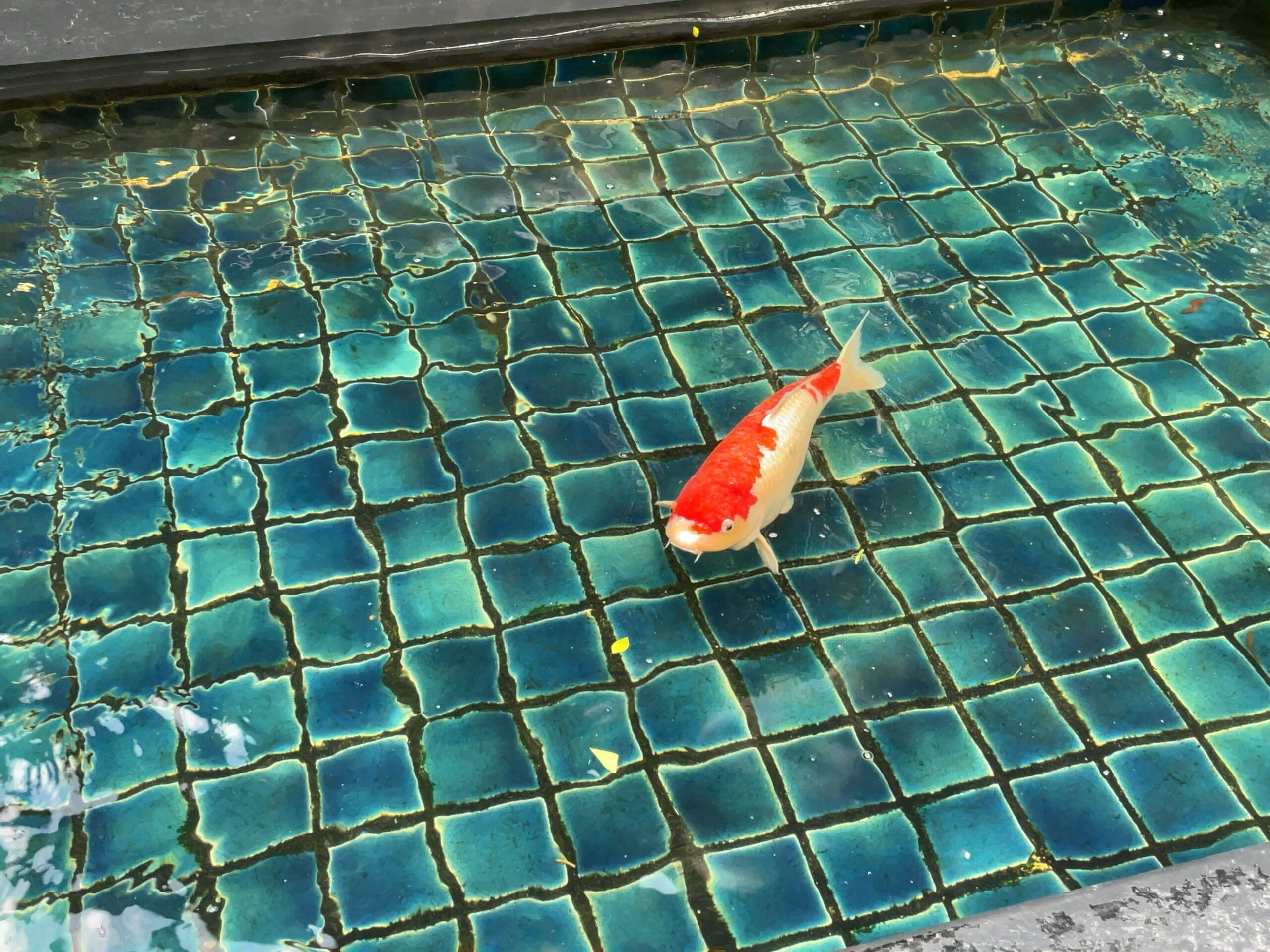 朝食会場のテラス席の鯉